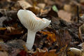 Hygrophorus arbustivus